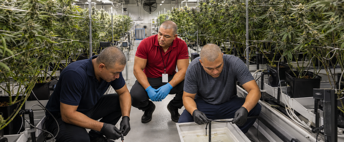 Why work with cbdoilkiosk.com — THC Free CBD